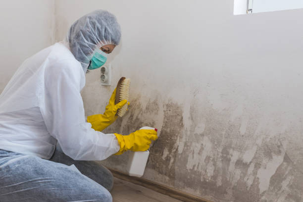 Why You Should Choose Our Mold Remediation Services in South Wenatchee, WA